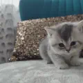 Kitten 08.2023
